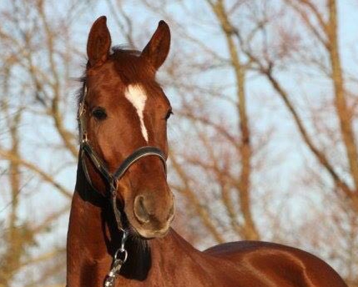 Dressurpferd Dexter S 2 (Oldenburger, 2012, von Dressage Royal)