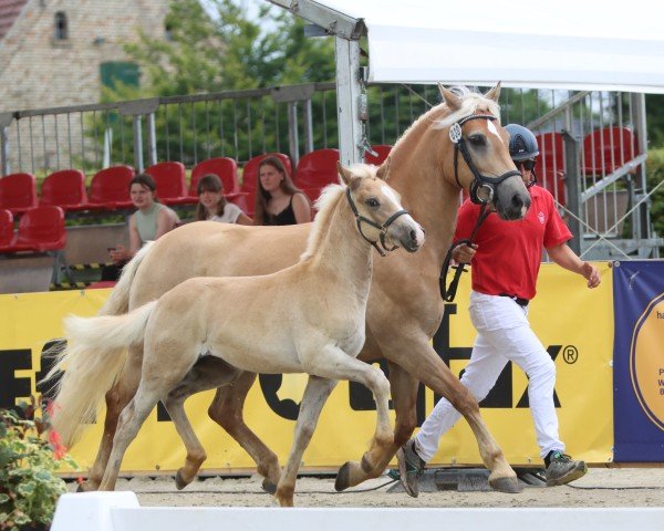 foal by Nissano L (12,110% ox) (Edelbluthaflinger, 2024, from Nanouk 22 (10,16% ox))