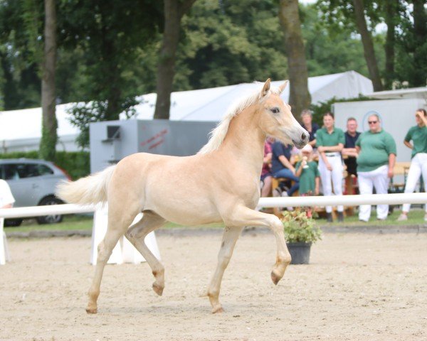 Fohlen von Nabila L ( 12.170% ox) (Edelbluthaflinger, 2024, von FST Never Say Never B (10,36% ox))