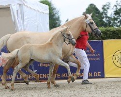 foal by Bernay L (3.520% ox) (Edelbluthaflinger, 2024, from Bellini)