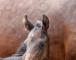 Dressurpferd Tamarillo (Westfale, 2021, von Total McLaren)