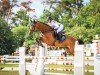 jumper Catharina 16 (German Sport Horse, 2017, from Colman)