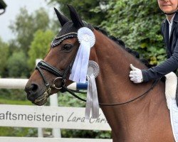 dressage horse Berolina 31 (Hanoverian, 2015, from Burlington II)