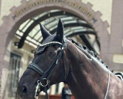 dressage horse Delay - H (Oldenburg, 2013, from Dante Weltino Old)