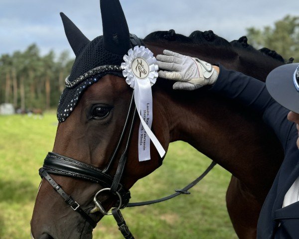 dressage horse Bella Vita-H (Hanoverian, 2019, from Callaho's Benicio)