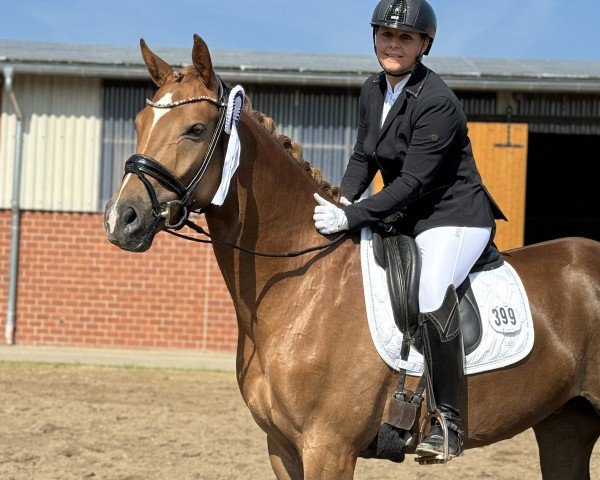 dressage horse Enjoy H 3 (Oldenburg, 2020, from Escamillo)