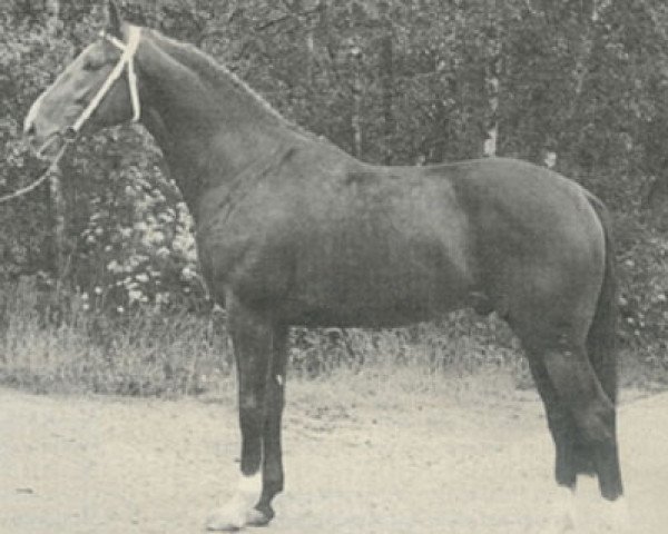 stallion Rinaldo (Dutch Warmblood, 1975, from Darling Boy xx)