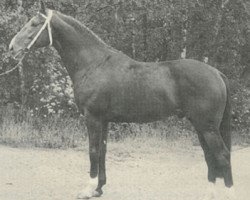 Deckhengst Rinaldo (KWPN (Niederländisches Warmblut), 1975, von Darling Boy xx)