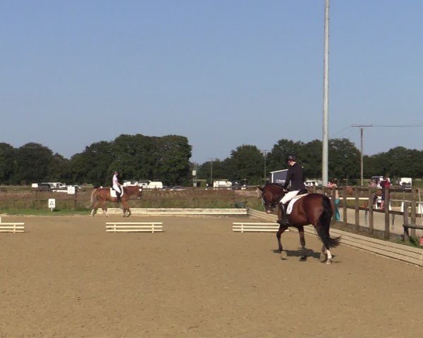 Reitturnier Ostbevern 2024