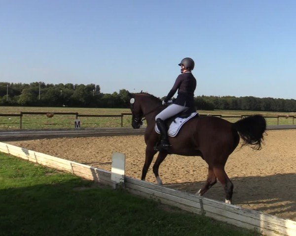 Reitturnier Ostbevern 2024