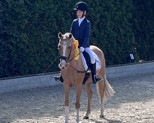 dressage horse Vintage (German Riding Pony, 2018, from Valerius)