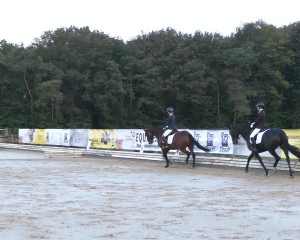 Reitturnier Ostbevern 2024