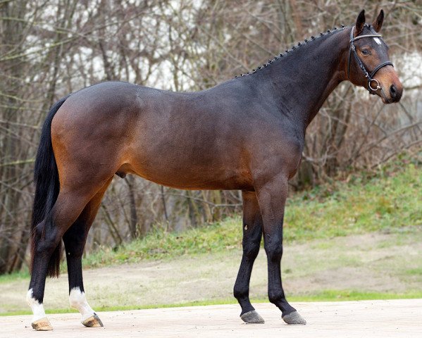 stallion Qualify (Oldenburg, 2011, from Quality 9)