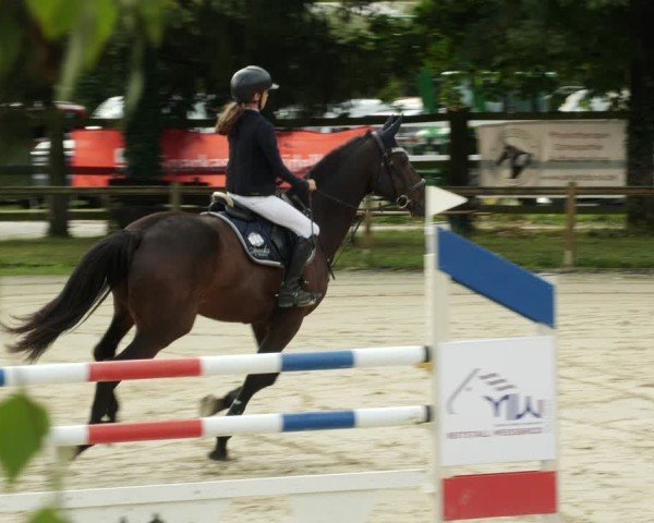 Reitturnier Walldorf/Winterheck 2024