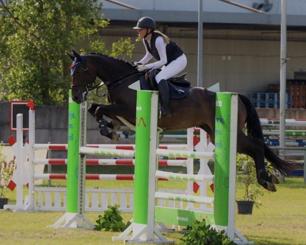 jumper Ophelia 92 (German Sport Horse, 2018, from Origi D'o)