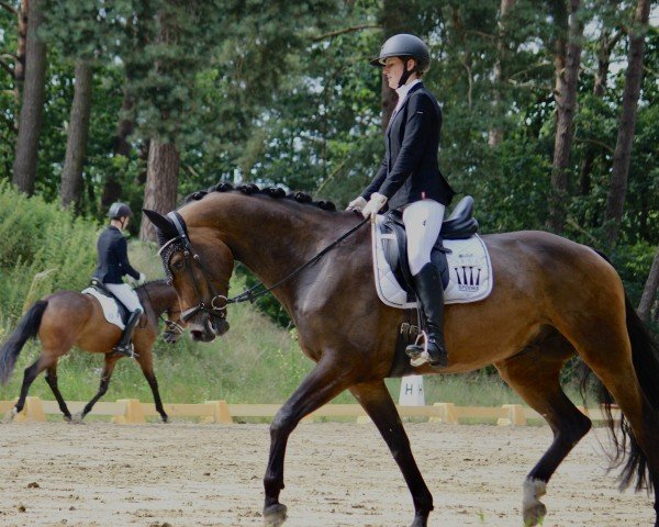 jumper Kavani (German Sport Horse, 2020, from Kaiserwind)