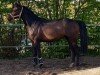 Springpferd Double Wood (Westfale, 2016, von Diarado's Boy)