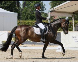 broodmare Zauberklee (Trakehner, 2019, from Freiherr von Stein)