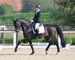 dressage horse Fürst Deluxe (Oldenburg, 2013, from Fürstenball)