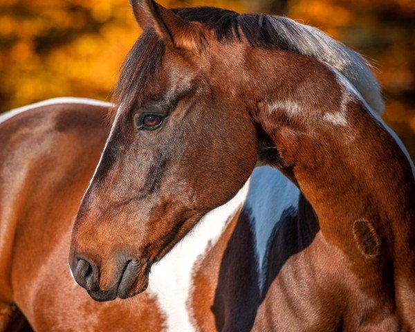 dressage horse Pablo XXXIV (Dutch Pony, 2008, from Neron)