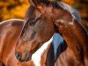 dressage horse Pablo XXXIV (KWPN (Royal Dutch Sporthorse), 2008, from Neron)