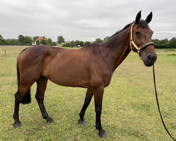 broodmare Conception M (Holsteiner, 2010, from Connor 48)