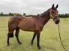 broodmare Conception M (Holsteiner, 2010, from Connor 48)