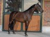 Springpferd Liberty 378 (Slowakisches Warmblut, 2013, von Pompey)