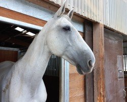 jumper Leroy V (Westphalian, 2003, from Levados)