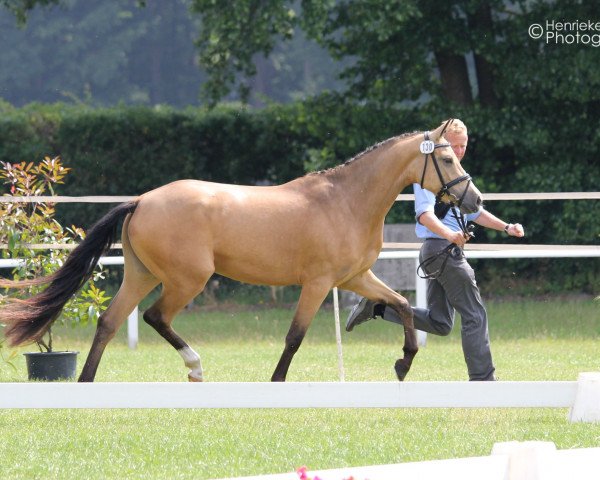 broodmare A New Daylight (German Riding Pony, 2012, from A Gorgeous)