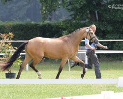 Zuchtstute A New Daylight (Deutsches Reitpony, 2012, von A Gorgeous)