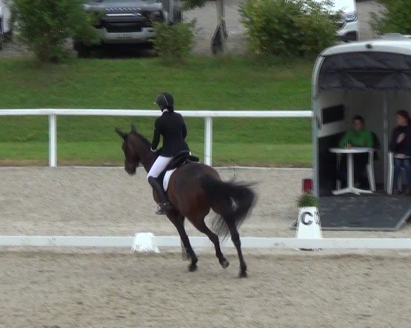 Reitturnier Bülach 2024