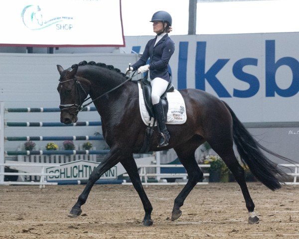 dressage horse Darc Danica Tm (Westphalian, 2015, from Diatano)