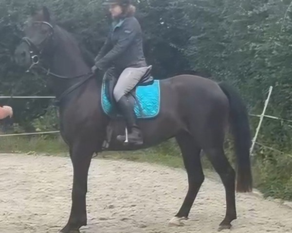 dressage horse Flash For Cash (Westphalian, 2021, from For Dance)