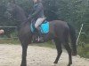 dressage horse Flash For Cash (Westphalian, 2021, from For Dance)