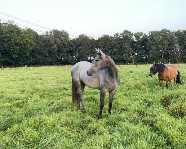 Springpferd Stute von Grey Butt x Santini (Hannoveraner, 2022, von Grey Butt)