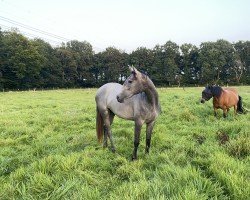 Springpferd Stute von Grey Butt x Santini (Hannoveraner, 2022, von Grey Butt)