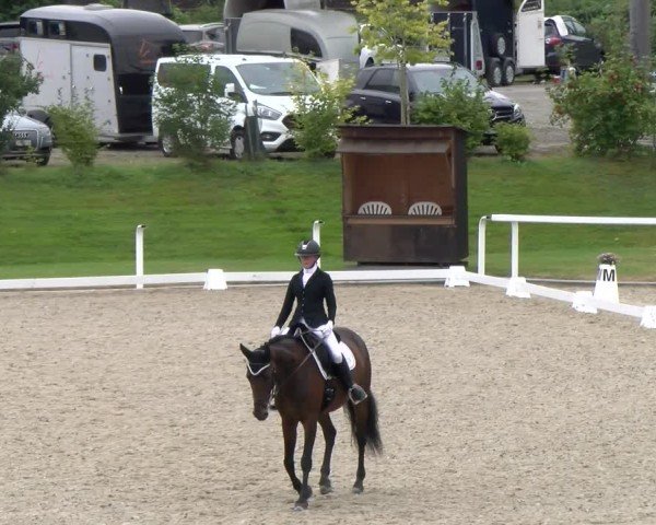 Reitturnier Bülach 2024