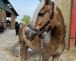 broodmare Amy (Edelbluthaflinger, 2016, from Argentinus)