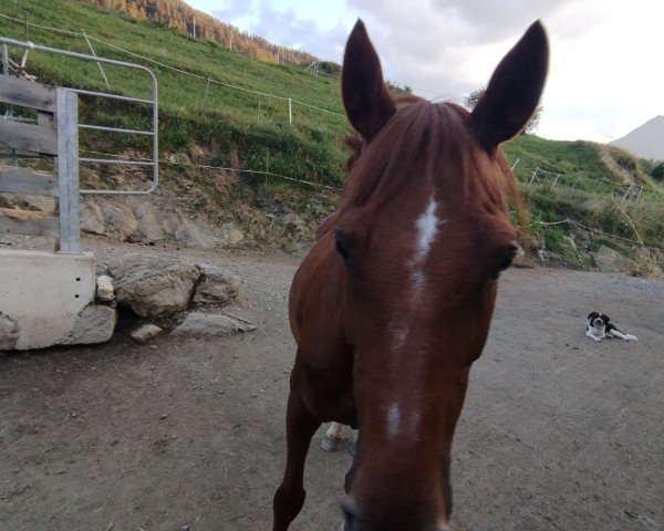 dressage horse Avatar 9 (Hungarian Warmblood, 2008)