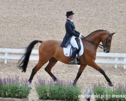 dressage horse Latino (polish noble half-breed, 2006, from Caretino K)