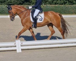 dressage horse Sashimi (Hanoverian, 2015, from Sir Donnerhall I)