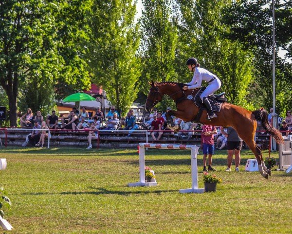 jumper Paola 254 (Hanoverian, 2018, from Perigueux)