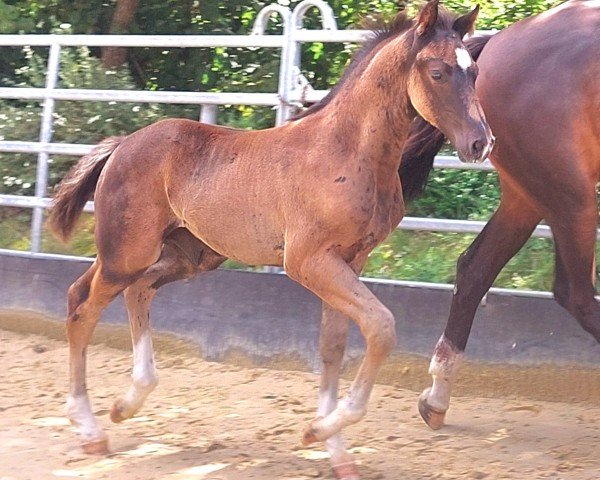 foal by Solero GL (Westphalian, 2024, from St. Emilion)