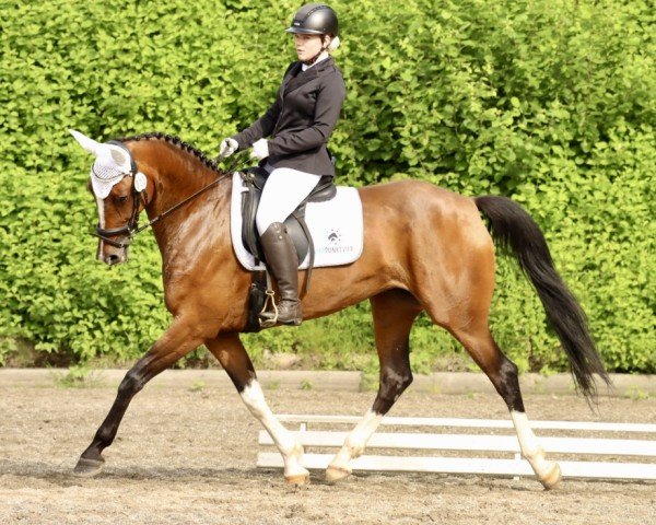 dressage horse Diva Design (German Sport Horse, 2016, from Birkhof's Zalando OLD)