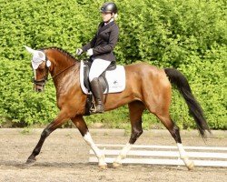 dressage horse Diva Design (German Sport Horse, 2016, from Birkhof's Zalando OLD)