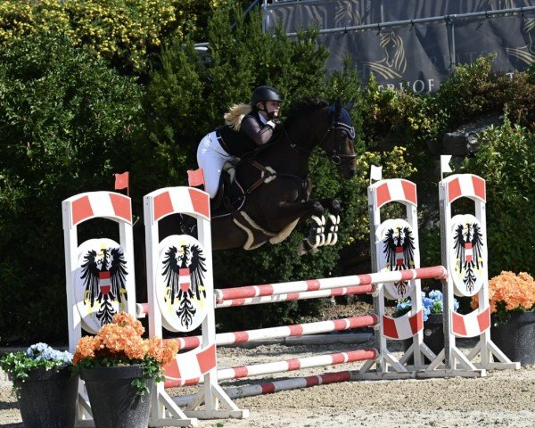 Springpferd La Cherie (Österreichisches Warmblut, 2018, von Lord Perry W)