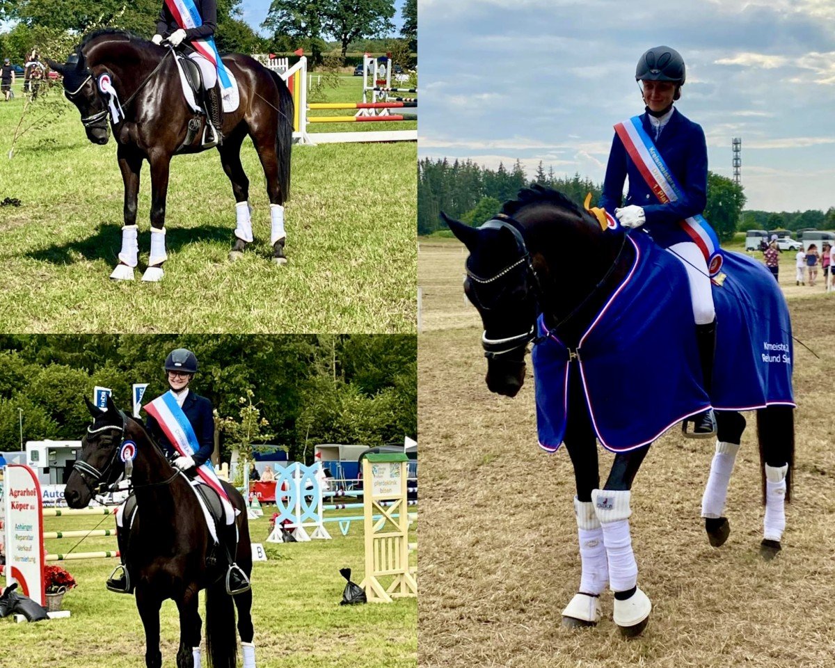 dressage horse Finest Hit PSP (Oldenburg, 2016, from Finest)