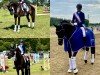 dressage horse Finest Hit PSP (Danish Warmblood, 2016, from Finest)