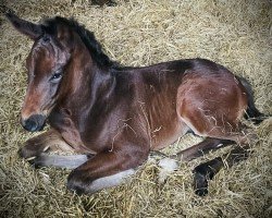 foal by Hengst von Vitalis / Zoom (Westphalian, 2024, from Vitalis)